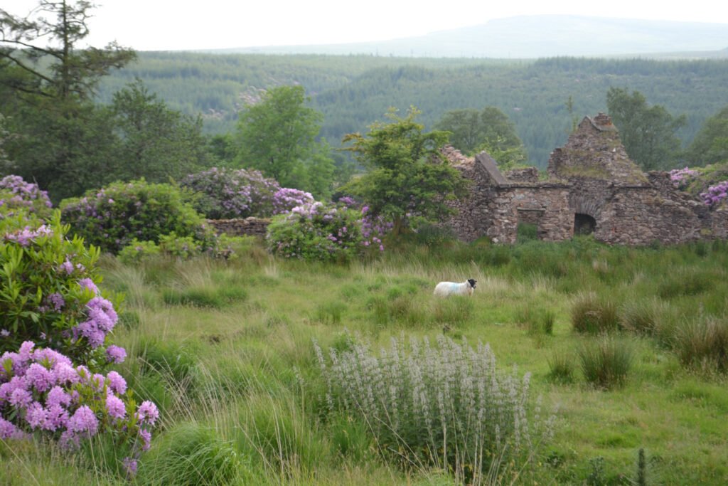 Ireland Tours 13