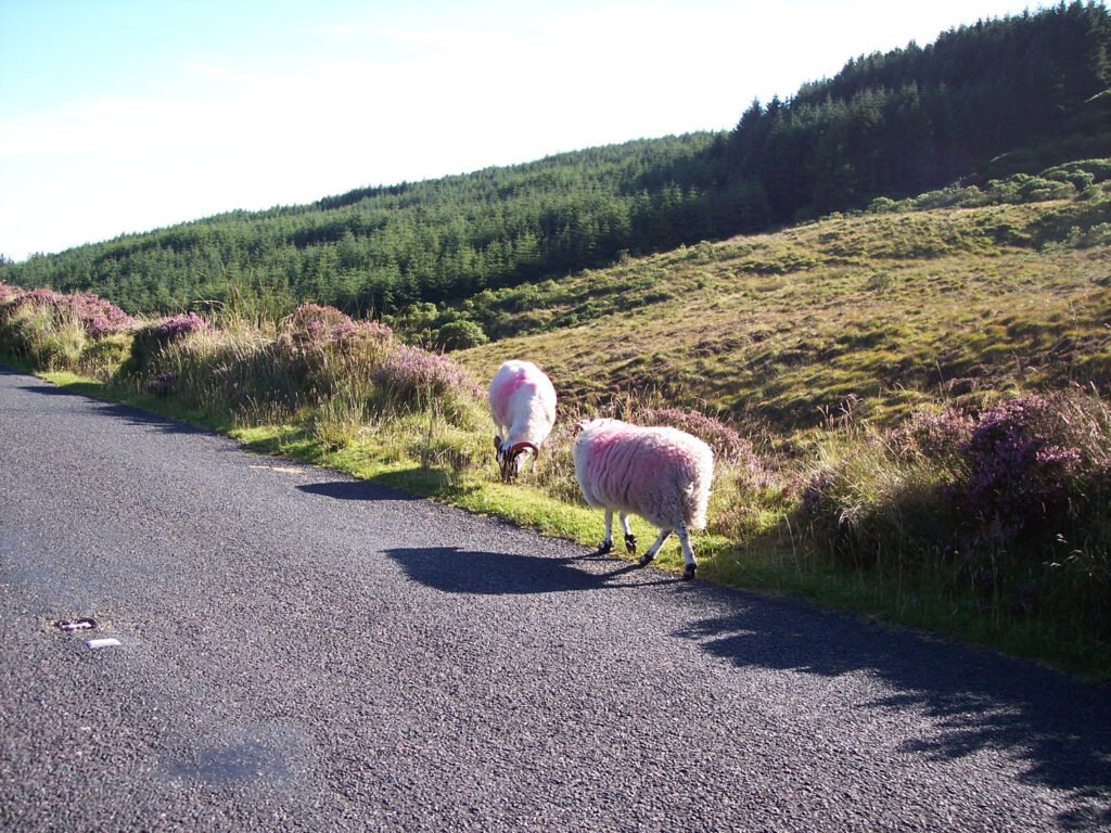 Ireland Tours 28