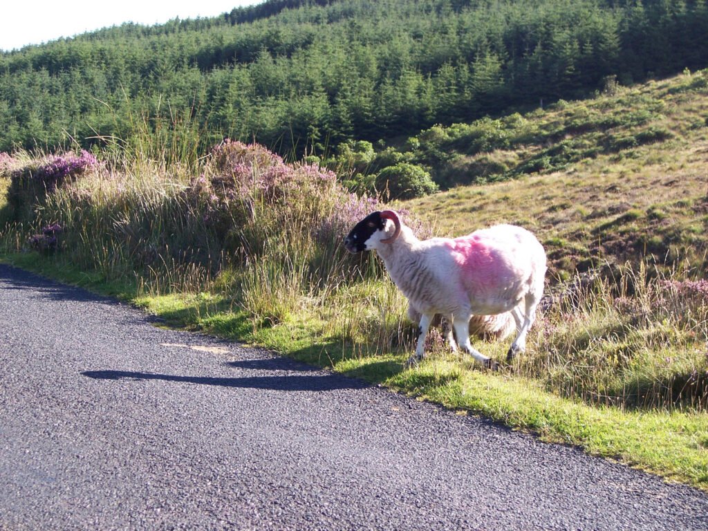 Ireland Tours 30