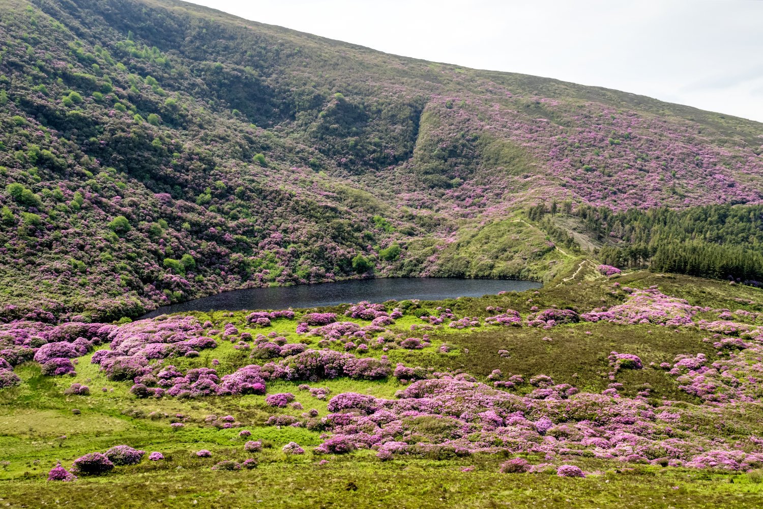 Rhododendron Growing In The Vee Valley In Ireland.